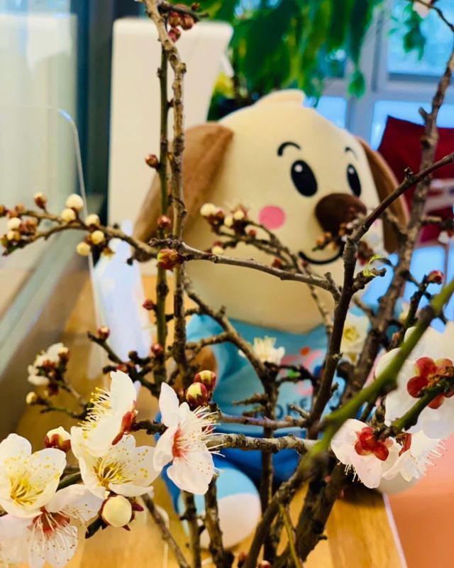 🌸🌸🌸
梅がちらほら咲いて
春らしくなってきましたね

夕方もだいぶ日が伸びてきた感じがします
マスク外す、いややっぱり外さない問題があちこちで騒がれていますが当施設としましては
高齢者施設との位置付けもあり
引き続き感染対策して参ります

皆さまにおかれましては
引き続きご協力いただきますよう宜しくお願いします🥺

#マスク問題
#外したい
#外せない
#梅
#全老犬
#キャラクター犬
#本当の犬が欲しい