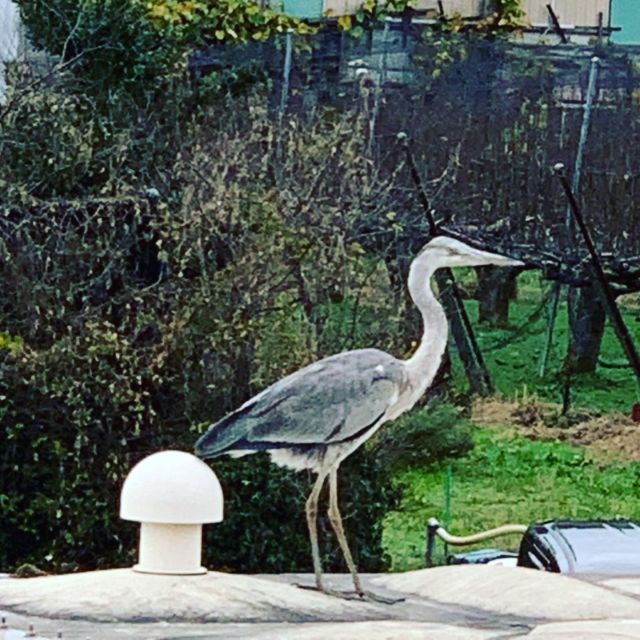 🦢🦢🦢
今日も来てます
アオサギさん
大きな鳥で、飛び立つとき
バサって音がします
ご利用者様からの情報によれば
10時と15時に来るんだそうです

卵も大きいのかな🥚✨
受水槽の上がお気に入りのようで、水質検査の方がビクビク💦

ちょっと怖い😁

長閑な風景です

#アオサギ
#青鷺 
#青鷺が飛んだ 
#バサって音がする 
#長閑な風景 
#市原市
#卵も大きいかな
#今週もよろしくお願いします
