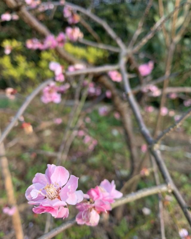 🌸🌸🌸
施設にも春がそこかしこに

マスクも暑くなってきました
水分補給忘れずに

#水分補給
#春
#春らしい
#そこ曲がったら櫻坂 
#桜
#梅
#八重