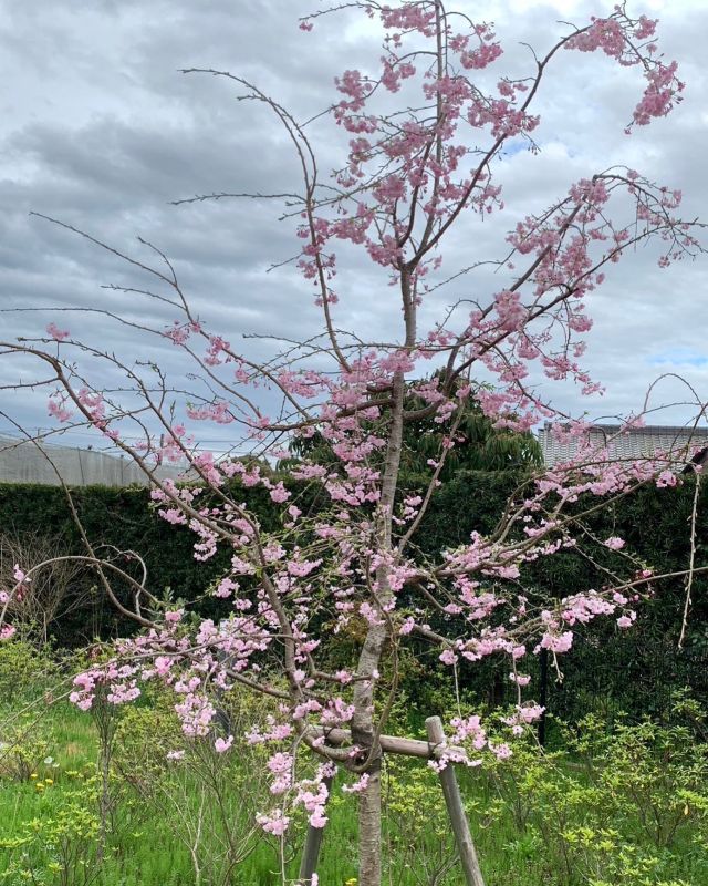 🌸🌸🌸
今年の桜は早く開花して
そのあとは寒い日や雨が続き
あっという間に葉桜になります
🍃🍃🍃

こんなにみんなを待たせて
あっという間に去っていく…だからこそまた来年みたくなるのかもしれませんね🌸🍃

寒いので暖かくしてお過ごしください

#咲く
#桜
#枝垂れ 
#枝垂れさくら 
#葉桜
#あっという間に時間が過ぎる