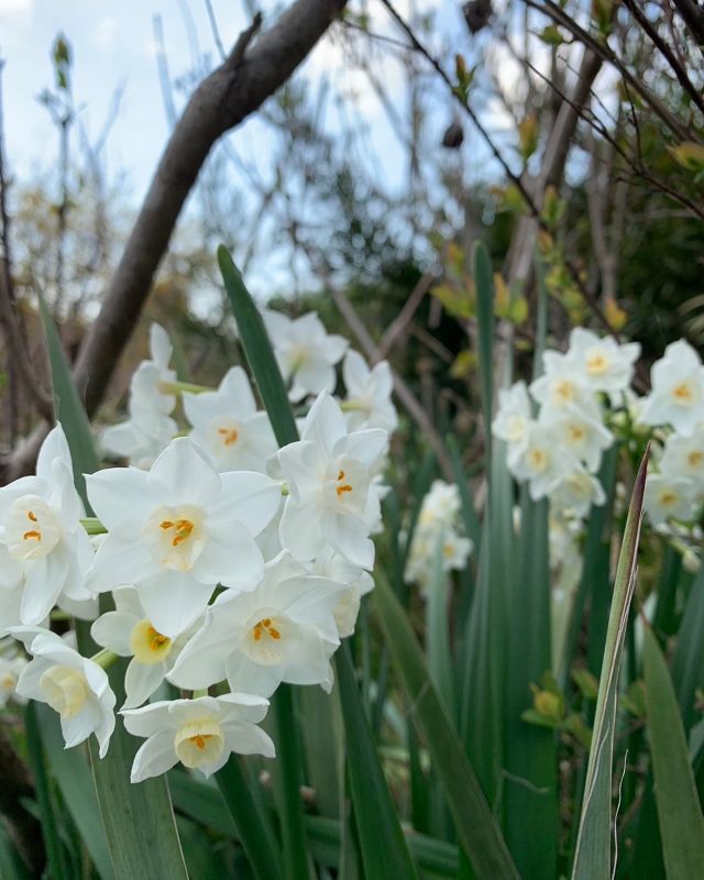 🌼🌼🌼
良いお天気です
今日あたりから気温も落ち着いてくるのでしょうか

寒暖差はご年配の方々だけでなく体調管理をしていないと崩しがち💦

羽織もの一枚持ち、水分補給してお過ごしください
首とつく場所を温めると良いそうです
靴下🧦履かないで靴👞履くのも石田純一さん風でステキかもですが、暖かくして体調整えて参りましょう

#石田純一
#靴下履いて
#首をあたためよう 
#首をあたためるとポカポカ度上がります 
#免疫力