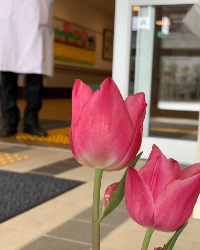 🌷🌷🌷
🌷🌷🌷
スタッフから引越しするからお世話して下さいと譲り受けました🌷

可愛い😍💕
施設長も思わずニッコリ

お花って人をほっこりさせてくれますね

#🌷
#チューリップ
#譲り受けた