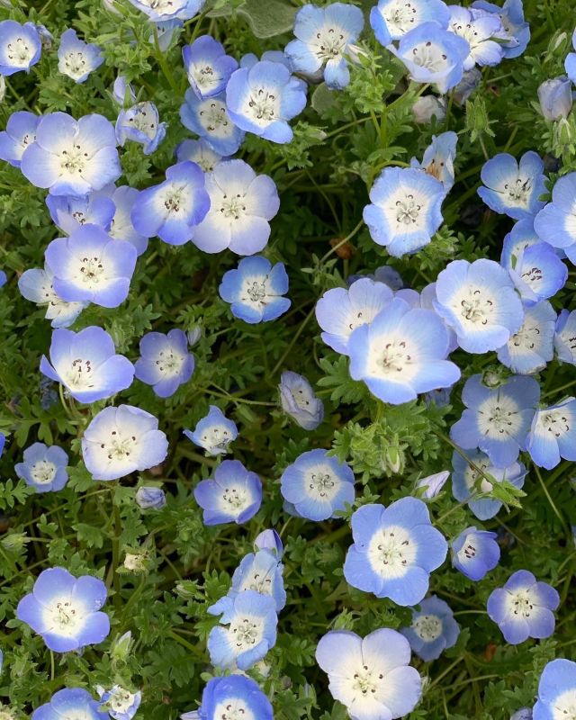 🌼🌼🌼
うちの営繕さんたち
花を育てる技術が秀でてます

めちゃくちゃ綺麗な花々の一部にネモフィラが✨

ひたちなか海浜公園が有名ですが、なかなか行かれないご利用者様も遠出せずに愛でることができました🌼

#ひたち海浜公園 
#行ってみたい
#ネモフィラ
#花畑の写真 
#ほんの一部
#花が好きな人と繋がりたい 
#春爛漫