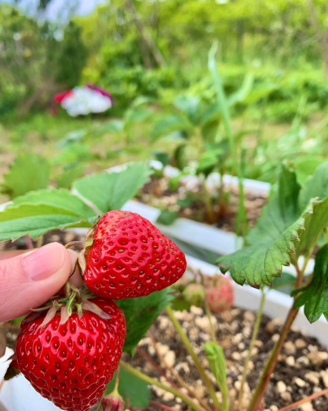 🍓🍓🍓
🍓🍓
🍓営繕さんが植えた苺とスタッフから譲り受けた苺をみんなで出来たものから試食。

甘酸っぱい味、苺らしい👏🍓
たくさん実ったら利用者さんも苺狩り出来るのですが、なかなか農家のようにはいかず…

そこは縁と運とタイミングで😁

#苺
#🍓
#農園になるにはまだまだ
#出来たもの順
#運と縁とタイミング 
#まだ3粒