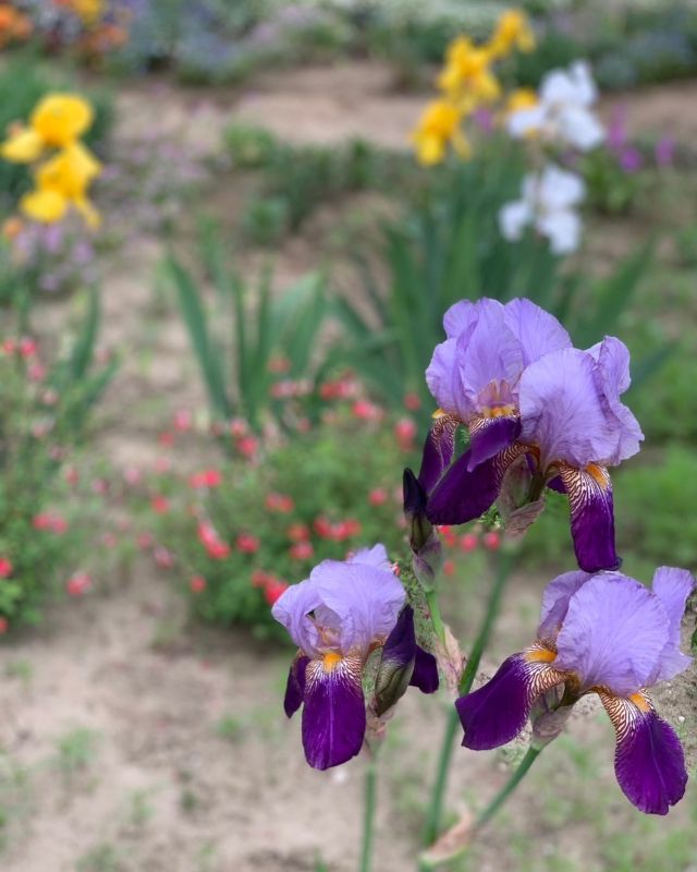 ☀️🙂
暑い日が続いています
水分摂取してお過ごしください

まだ5月、始まったばかりなのにこの暑さ
マスクしているのも大変💦
汗だくですがスタッフ頑張っております✨

各地賑わっていますが運転も気をつけてお過ごしください

#各地賑わってる
#汗だく 
#まだ5月なのに 
#水分摂取忘れずに
