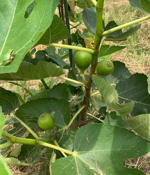 🐸
ピョン吉といちじくがコラボ。
暑くてピョン吉も大変そうです。

今週も厳しい暑さです、水分、意識してとりましょ

よろしくお願いします

#いちじく
#カエル
#なす
#トマト
#お隣さんのメロンも気になる