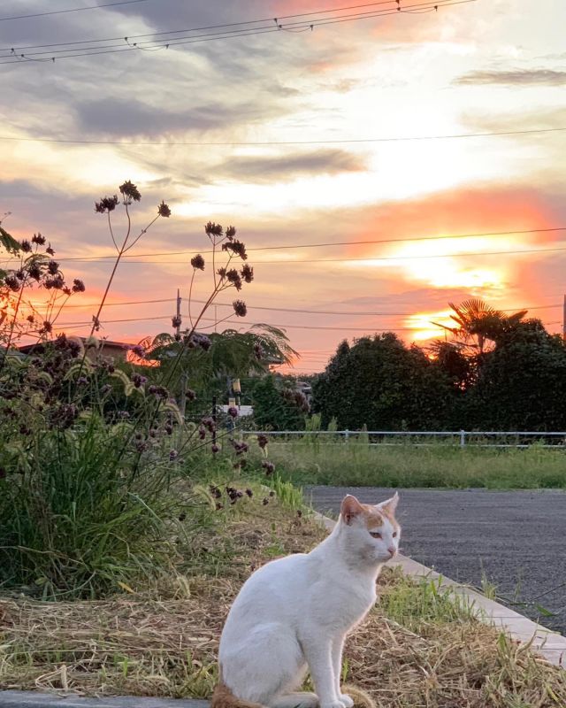 😻😻😻
おはようございます
昨日も市原市は綺麗な夕焼けに染まりました

暑い日が続いているけど
夕方にほんのり秋を感じるようになってきましたね

今日もしっかりリハビリして水分補給していきましょう

#猫
#のらさん
#猫好きさんと繋がりたい 
#可愛い
#あくび猫