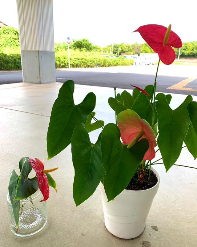 🌺🌺🌺🌺🌺
いただきもののアンスリウム、5年生を植え替え🪴
本来なら夏前にやるべきですが気温も高い今年は、まだ生育期🍃

どんどん新しい芽が伸びてます

私たちスタッフもどんどん新しいもの取り入れて頑張っていかねばですね🍃

湿度が高いので皆様ゆっくり水分とられながら過ごしてください

#湿度90パーセント 
#残暑いつまで続くの 
#アンスリウム
#植え替え
#暑い
#新しい芽が出てきた 
#どんどん成長していく