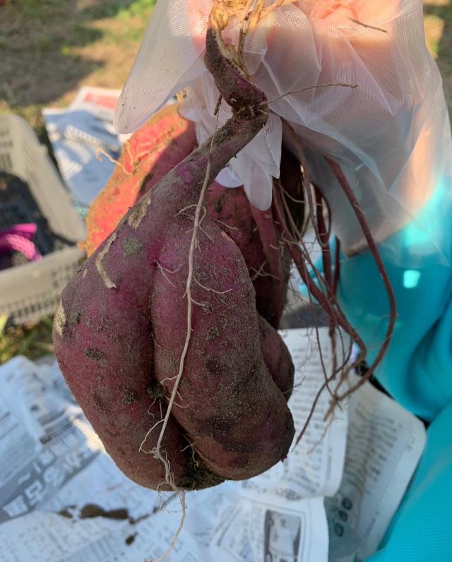 🍠🍃🍠🍃🍠
おはようございます
今週は爽やかな秋晴れですね

昨日は待ちに待った芋掘り🍠🍃
（╹◡╹）
皆さま元気に大きな芋に触れ、食べたーい、蒸すーっ、焼くーっなどなど😁盛り上がってました

少し乾燥させると甘さが増すんだとか、次回はこちらの芋を使ってオヤツを作っていきます

長く暑かった夏が終わり、短い秋のお楽しみ、よく晴れて良かったです☀️世界が平和でありますように☀️

#芋掘り
#薩摩芋
#芋掘りイベント
#盛り上がってます
#秋が短い
#美味しそうな芋
#見たことない方がいた
#それもびっくり
#スタッフお疲れ様でした
