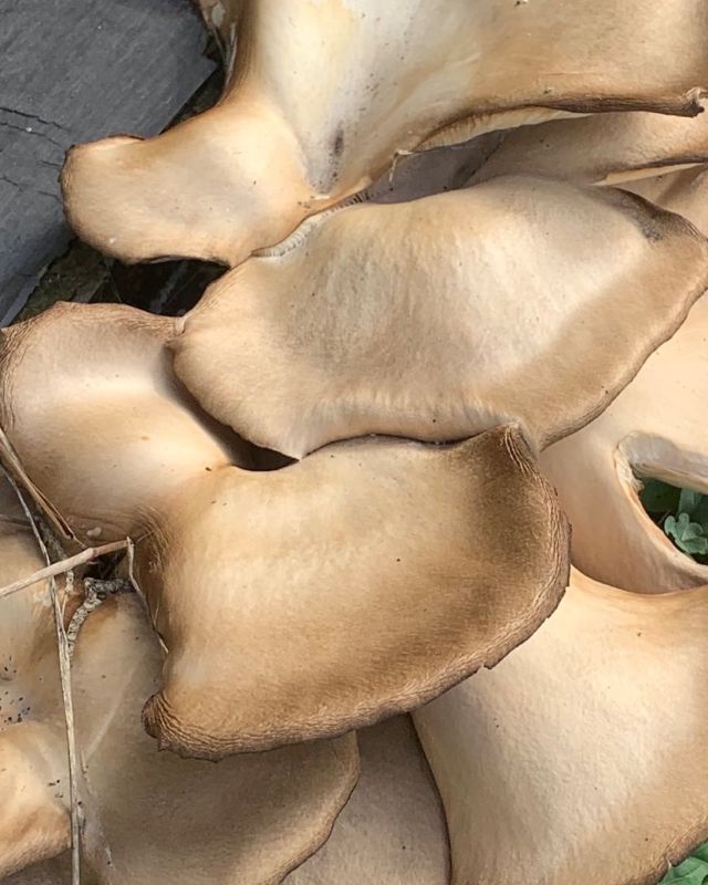 🍄❗️
施設裏庭に巨大な平茸❗️

びっくりします🫢‼️
千葉県は自然豊かですね

#平茸
#巨大な平茸
#裏庭