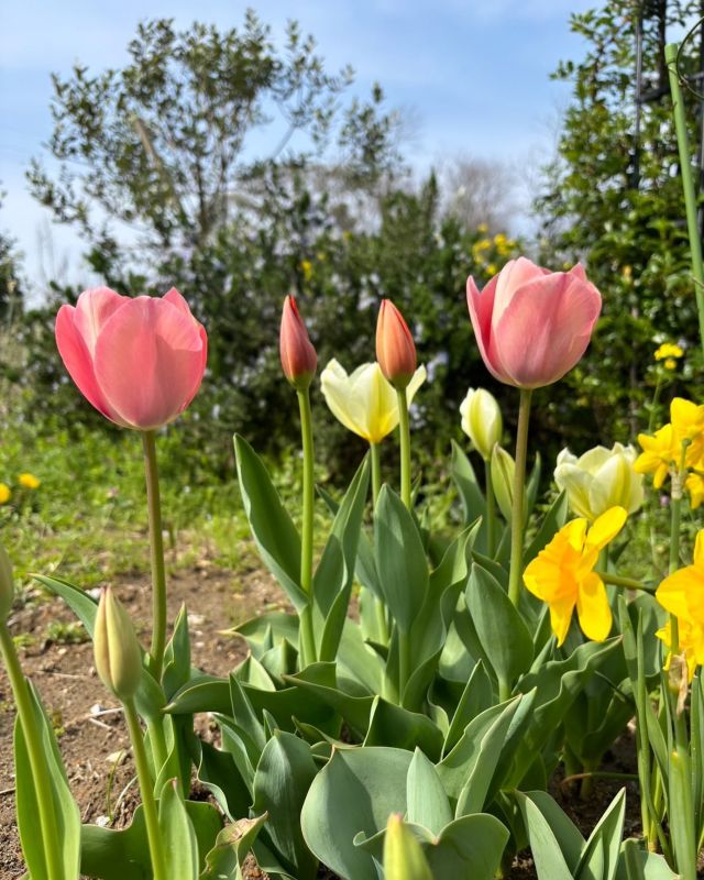 🌷🌷🌷
チューリップ、咲きました☺️
球根って素晴らしいですよね
ちゃんと自分で目覚めて…自然って素晴らしいです🌿

4月になり暖かい日が増えました
引き続きよろしくお願いします

#チューリップ
#球根って素晴らしい
#咲いた咲いたチューリップの花が🎵