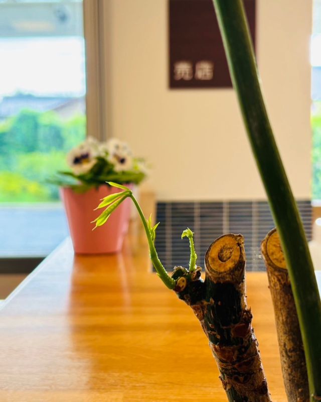 🌿✨
開所した時にいただいたパキラ。
枯れそうだった枝から新芽が🌱⭐️

ちょっと嬉しい😊
やっぱり愛ですね🌿
ご利用者様も植物好きな方がたくさんいらして、点在している葉物をご覧になってます。

やっぱりいいですよね癒される🌿
厳しい暑さが少し落ち着いたらまた台風🌀
皆さまお気をつけてお過ごし下さい

何事もありませんように🙌

#台風心配
#何もありませんように 
#パキラ　
#新芽が出てきた 
#新芽🌱 
#やっぱり愛