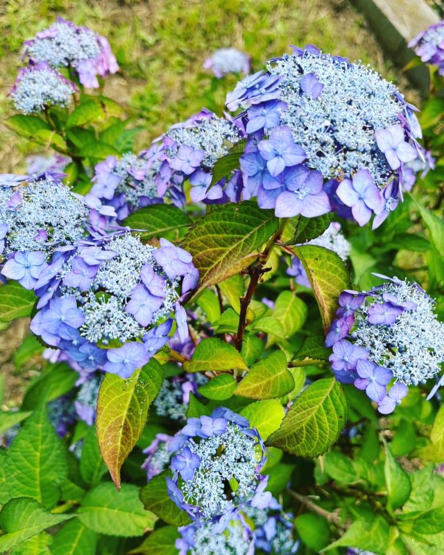 ⛅️
紫陽花が映える季節
あちらこちらで美しく咲いてますね
施設にも紫陽花、増やそうかな(^^)

台風もひどくなくて
ひとまず安心😮‍💨
みんなが元気が1番です

#紫陽花
#アジサイ
#きれいな季節